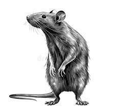 File:Rat.jpg