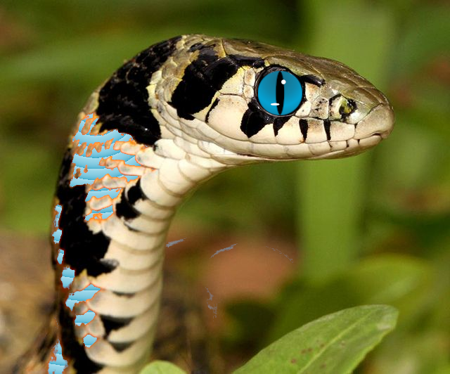 File:20211019051713!KeelbackPersona.png