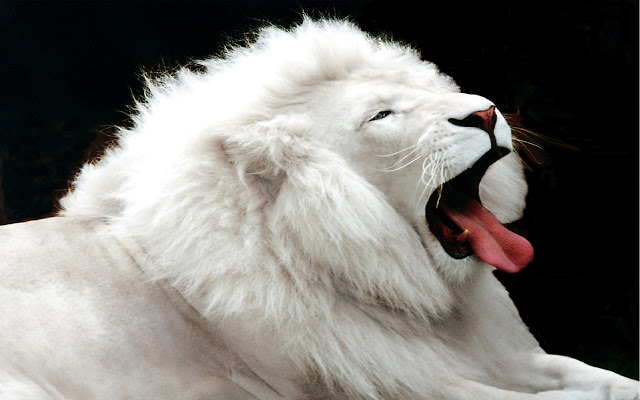 File:Lion.png