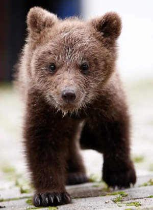 File:300px-Bear.png