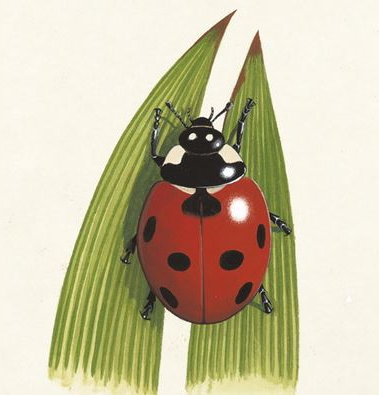 File:Ladybird 1200x675.jpg