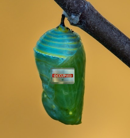 File:OccupiedCocoon.png