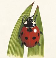 File:180px-Ladybird 1200x675.jpg