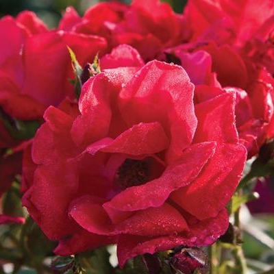 File:Rose2.jpg