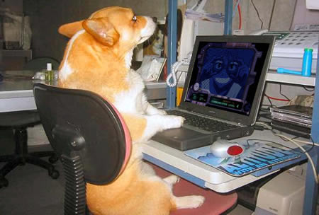 File:Doge.jpg