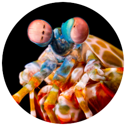 File:Vibing Mantis.png