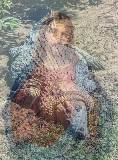 File:Catholicgator.jpg