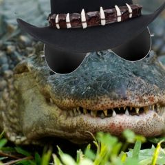 File:240px-Gator.jpg