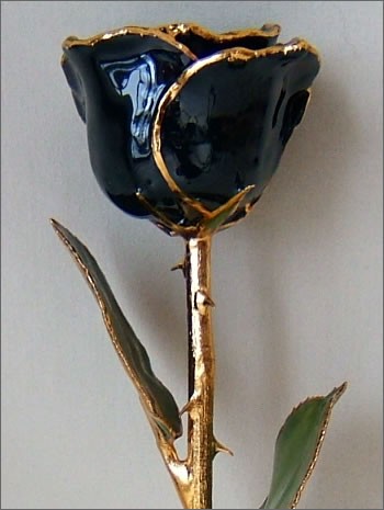 File:RosesRose.jpg