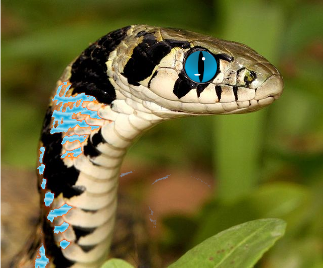 File:KeelbackPersona.png