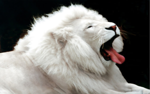 File:300px-Lion.png