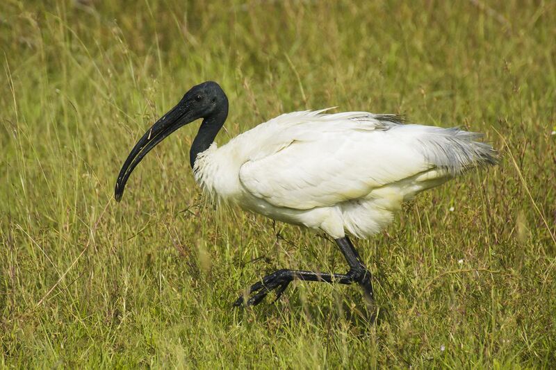 File:1200px-Ibis Bird.jpg