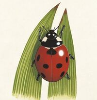 Ladybird 1200x675.jpg