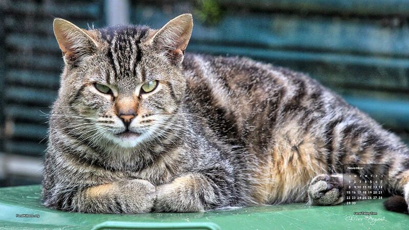 File:1200px-Tibs The Cats.jpeg