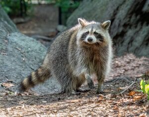 Raccoon2.jpg